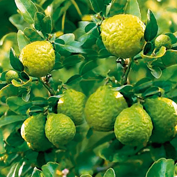 Kaffir-Lime