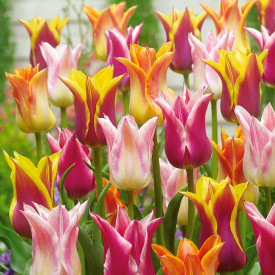Liliomvirágú tulipán színkeverék (30)
