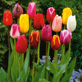 Hosszúszárú tulipán színk.(50)