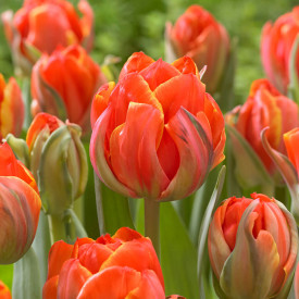 Queensday tulipán (10)