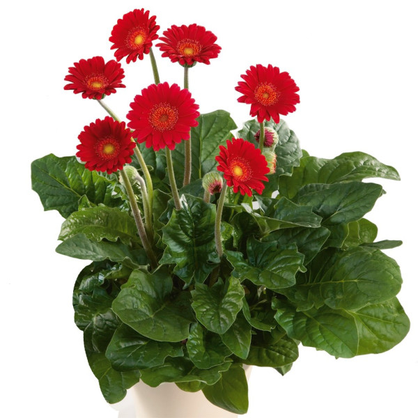 Gerbera piros (2)