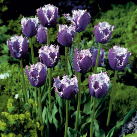 Cummins tulipán (10)