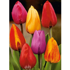 Óriásvirágú darwin hibrid tulipánok (25)