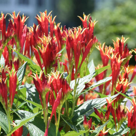 Indiánfű, Little Redhead Spigelia (3)