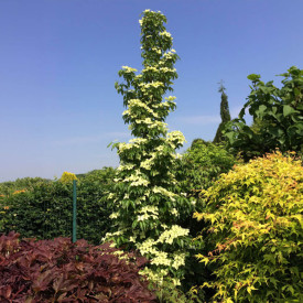 Flower Tower, Oszlopos csillagsom