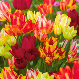 Sokvirágú tulipán mix (20)