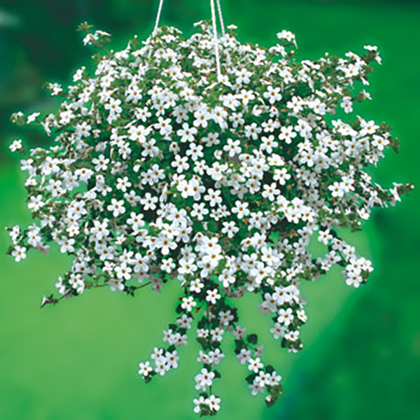 Bacopa MegaWhite, fehér (3)