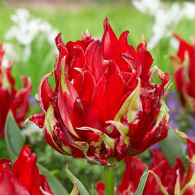 Red Spider tulipán (8)