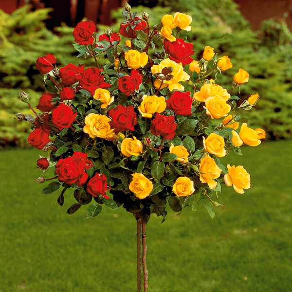 Magastörzsű rózsa kétszínű (Bicolor)
