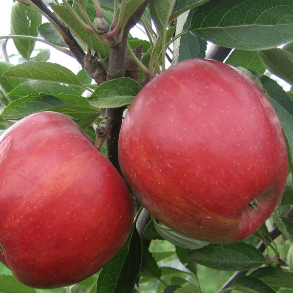 Braeburn alma konténeres