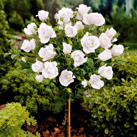 Magastörzsű fehér rózsa