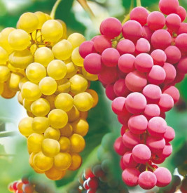 2 magnélküli csemegeszőlő