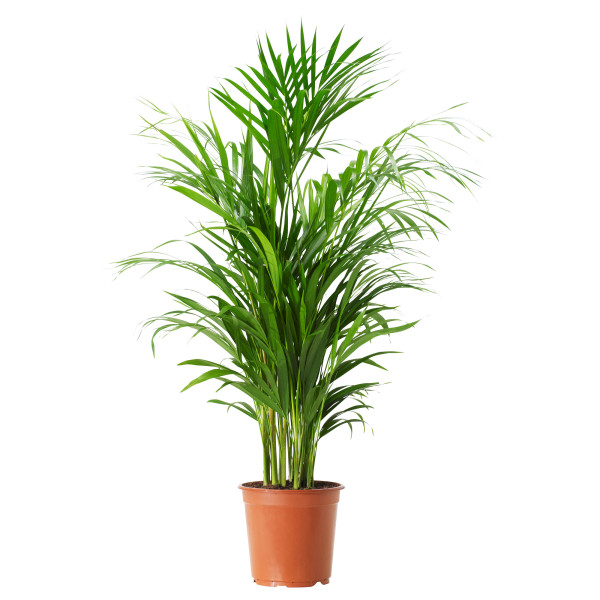 Areca pálma