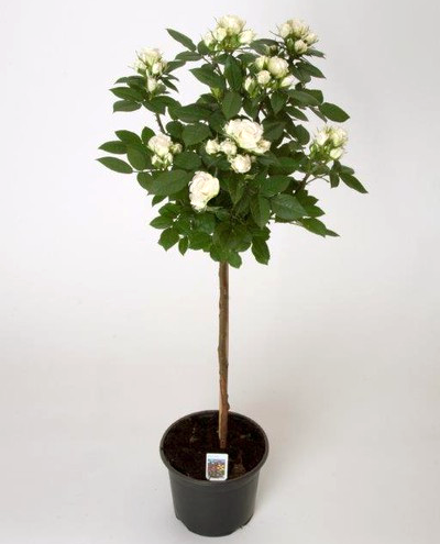 Fehér törzses rózsa, konténeres