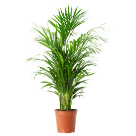 Areca pálma