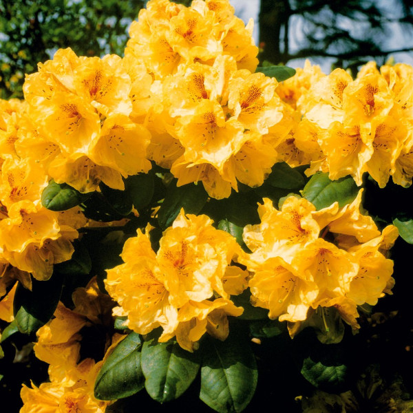 Rhododendron krémsárga