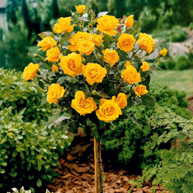 Magastörzsű sárga rózsa