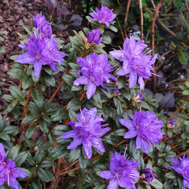 Rhododendron Kék éj