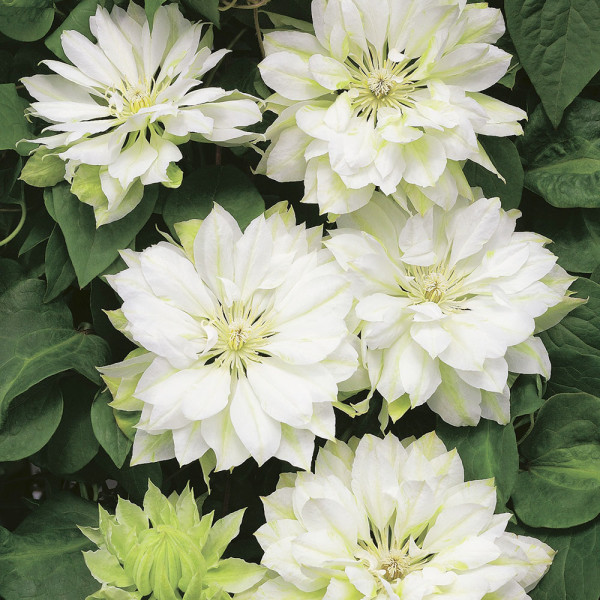 Clematis Yukiokoshi