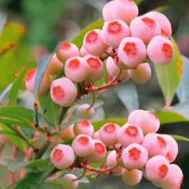 Pink Bonbon áfonya