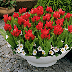 Praestans tulipán (20)