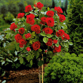 Magastörzsű piros rózsa