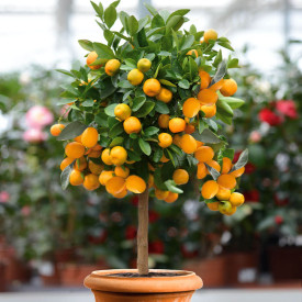 Kumquat