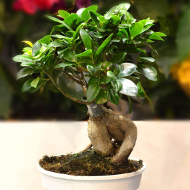 Fikusz bonsai